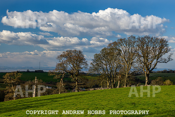Nettlecombe Oaks - EM - March 2022-9635