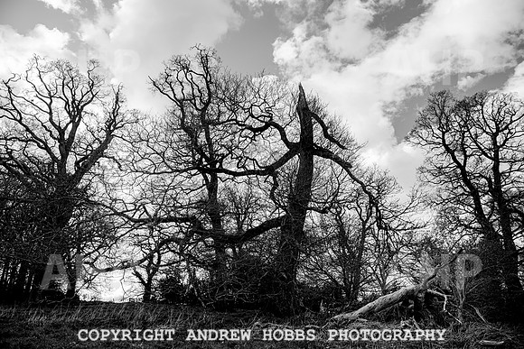 Nettlecombe Oaks - EM - March 2022-9660