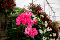 Taunton Flower Show 2014 013