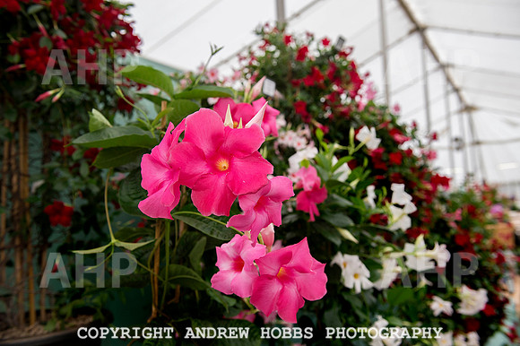 Taunton Flower Show 2014 013