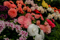 Taunton Flower Show 2014 012