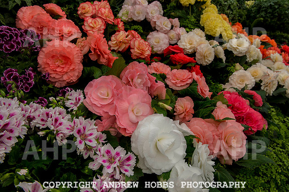 Taunton Flower Show 2014 012