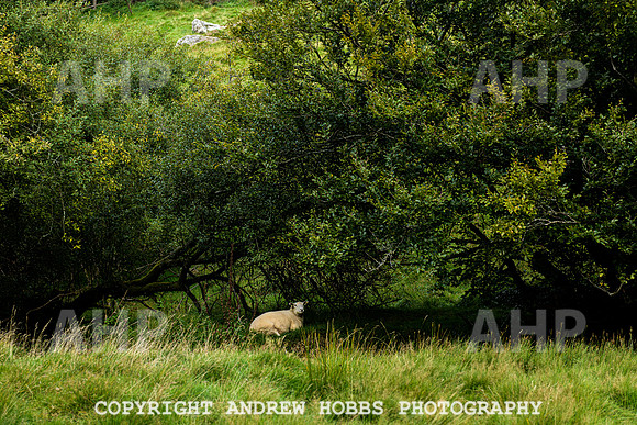 Simonsbath-Visit Exmoor-7764