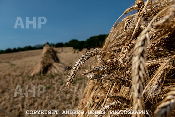 Thatching Reed Harvest 2018_HOB_0009
