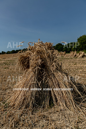 Thatching Reed Harvest 2018_HOB_0007