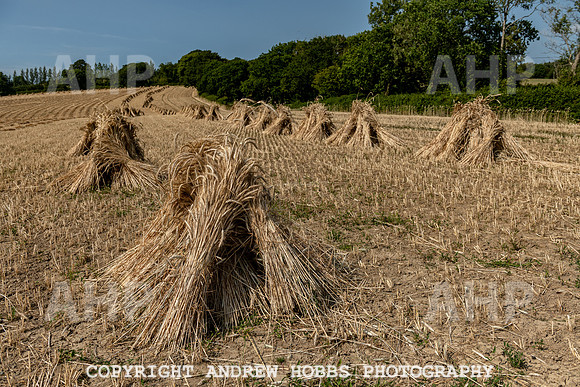 Thatching Reed Harvest 2018_HOB_0008