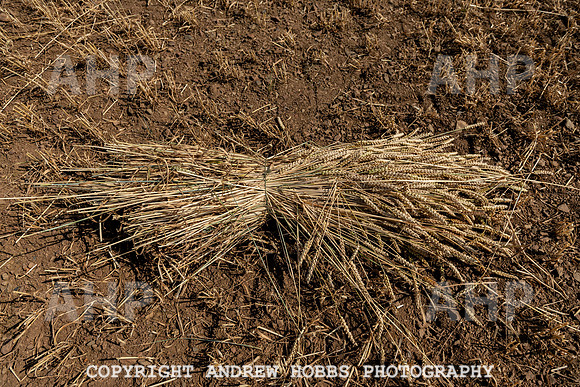 Thatching Reed Harvest 2018_HOB_0011