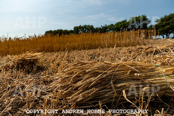 Thatching Reed Harvest 2018_HOB_0014