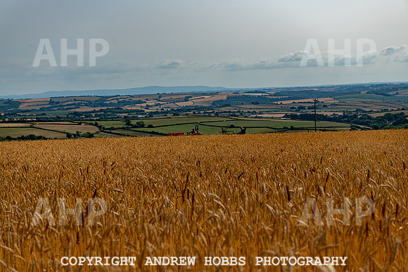 Thatching Reed Harvest 2018_HOB_0016