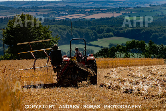 Thatching Reed Harvest 2018_HOB_0019