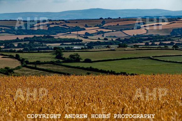Thatching Reed Harvest 2018_HOB_0020
