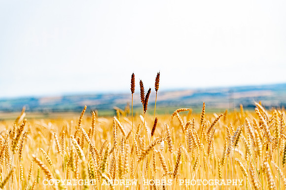 Thatching Reed Harvest 2018_HOB_0021