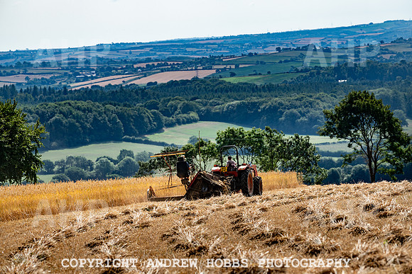 Thatching Reed Harvest 2018_HOB_0022
