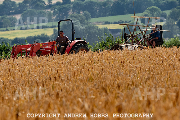 Thatching Reed Harvest 2018_HOB_0024
