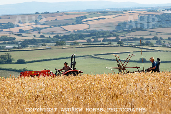 Thatching Reed Harvest 2018_HOB_0026