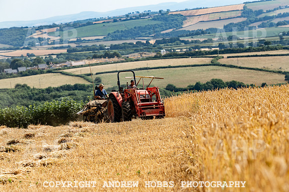 Thatching Reed Harvest 2018_HOB_0031