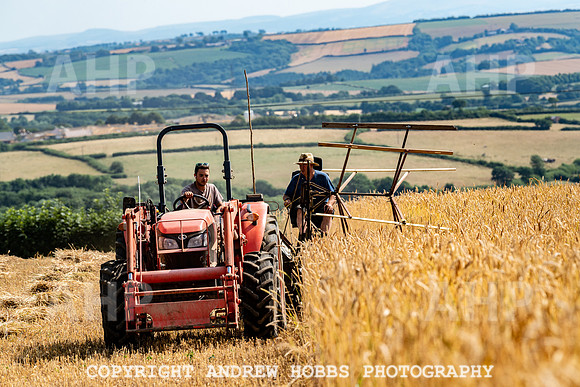 Thatching Reed Harvest 2018_HOB_0034