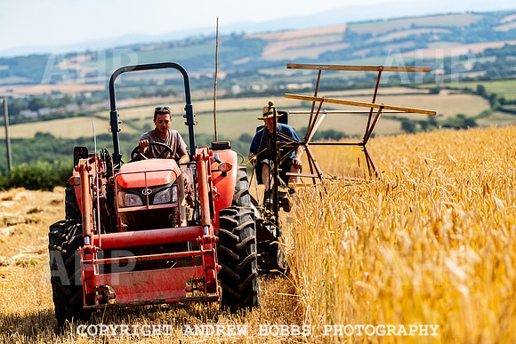 Thatching Reed Harvest 2018_HOB_0037