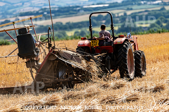 Thatching Reed Harvest 2018_HOB_0039