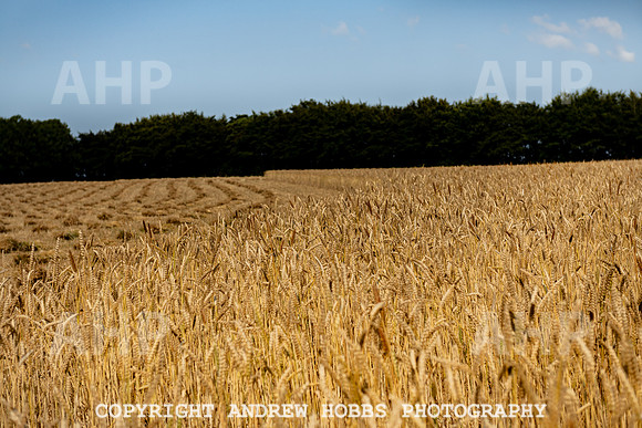 Thatching Reed Harvest 2018_HOB_0043