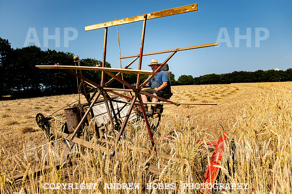 Thatching Reed Harvest 2018_HOB_0053