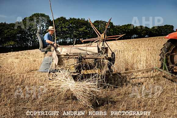 Thatching Reed Harvest 2018_HOB_0060