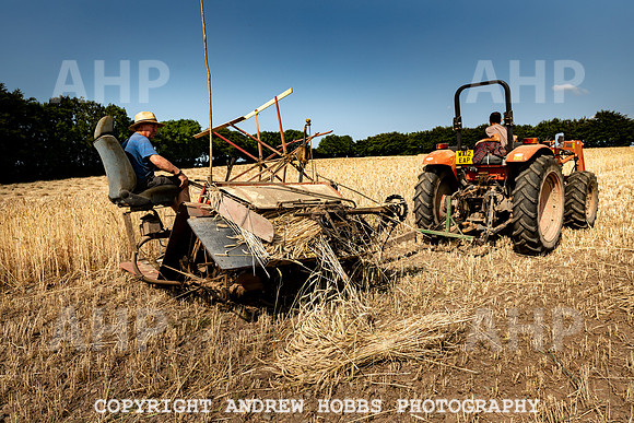 Thatching Reed Harvest 2018_HOB_0065