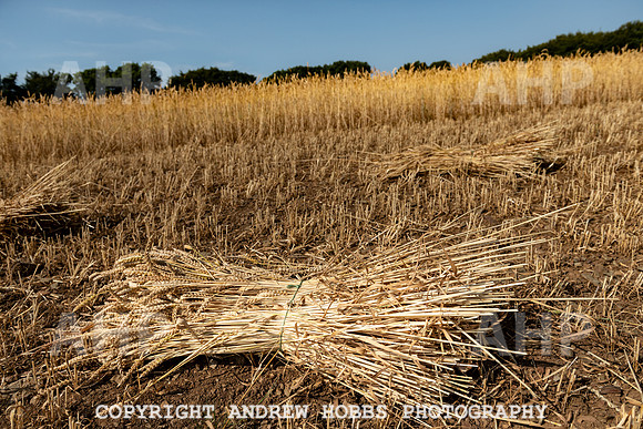 Thatching Reed Harvest 2018_HOB_0072