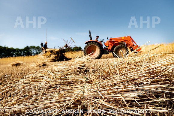 Thatching Reed Harvest 2018_HOB_0115