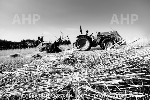 Thatching Reed Harvest 2018_HOB_0116