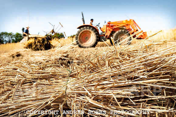 Thatching Reed Harvest 2018_HOB_0117