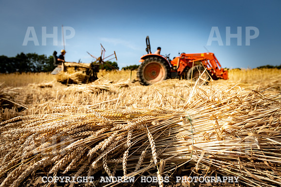 Thatching Reed Harvest 2018_HOB_0123