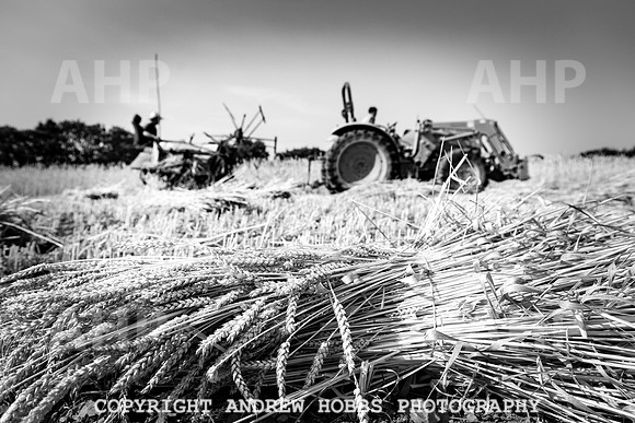 Thatching Reed Harvest 2018_HOB_0124