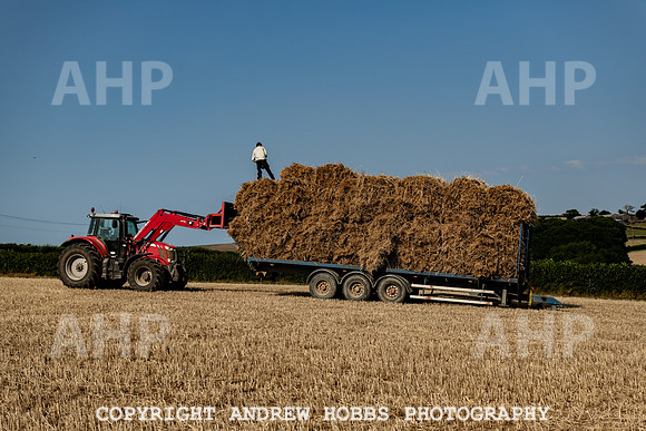 Thatching Reed Harvest 2018_HOB_0179