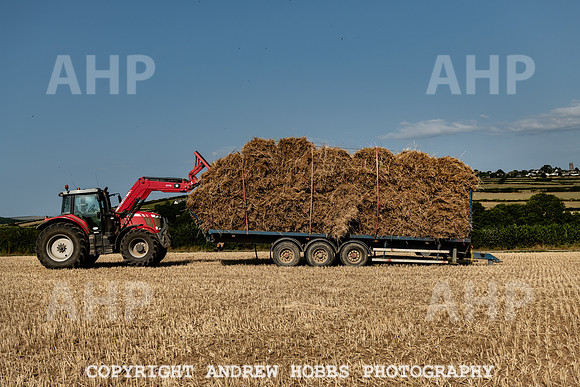 Thatching Reed Harvest 2018_HOB_0185