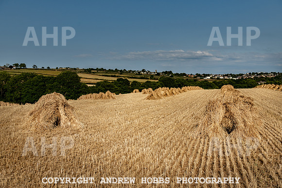 Thatching Reed Harvest 2018_HOB_0193
