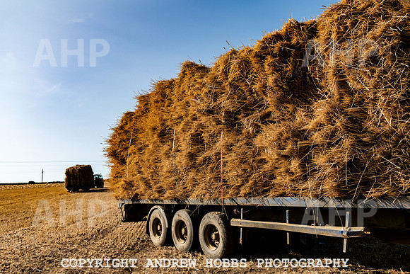 Thatching Reed Harvest 2018_HOB_0233