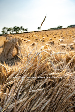Thatching Reed Harvest 2018_HOB_0235