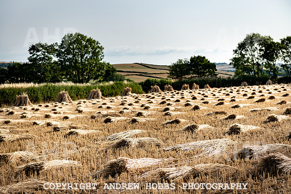Thatching Reed Harvest 2018_HOB_0236