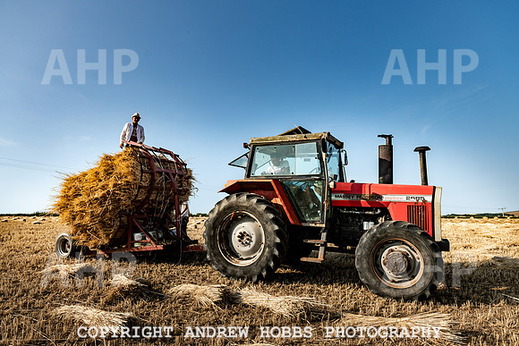 Thatching Reed Harvest 2018_HOB_0238
