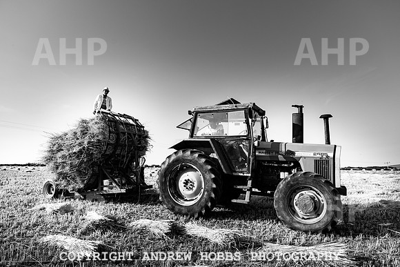 Thatching Reed Harvest 2018_HOB_0239