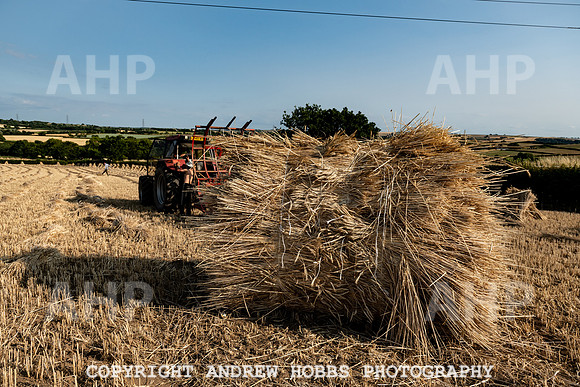 Thatching Reed Harvest 2018_HOB_0242