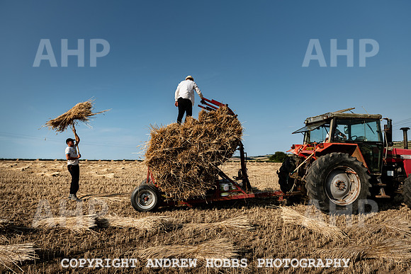 Thatching Reed Harvest 2018_HOB_0243