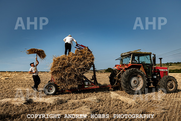 Thatching Reed Harvest 2018_HOB_0244