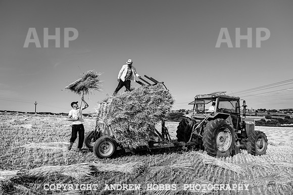 Thatching Reed Harvest 2018_HOB_0246