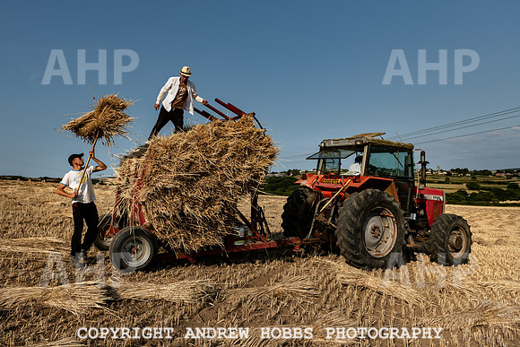 Thatching Reed Harvest 2018_HOB_0247