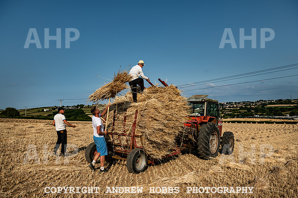 Thatching Reed Harvest 2018_HOB_0250