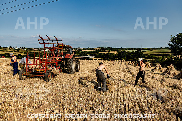 Thatching Reed Harvest 2018_HOB_0252