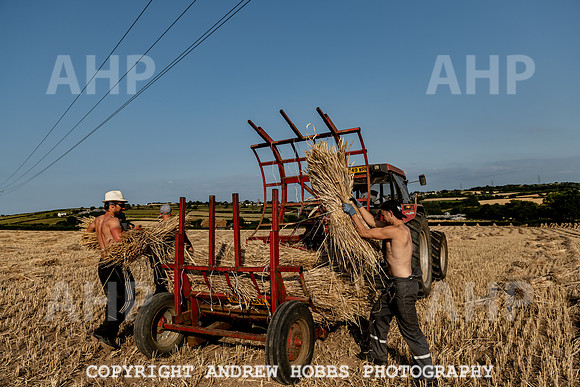Thatching Reed Harvest 2018_HOB_0255