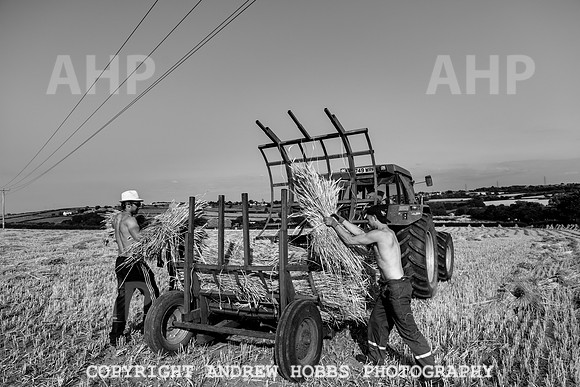 Thatching Reed Harvest 2018_HOB_0256
